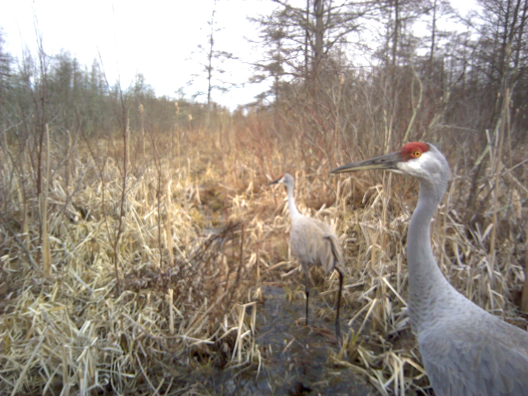 Two sandhill cranes